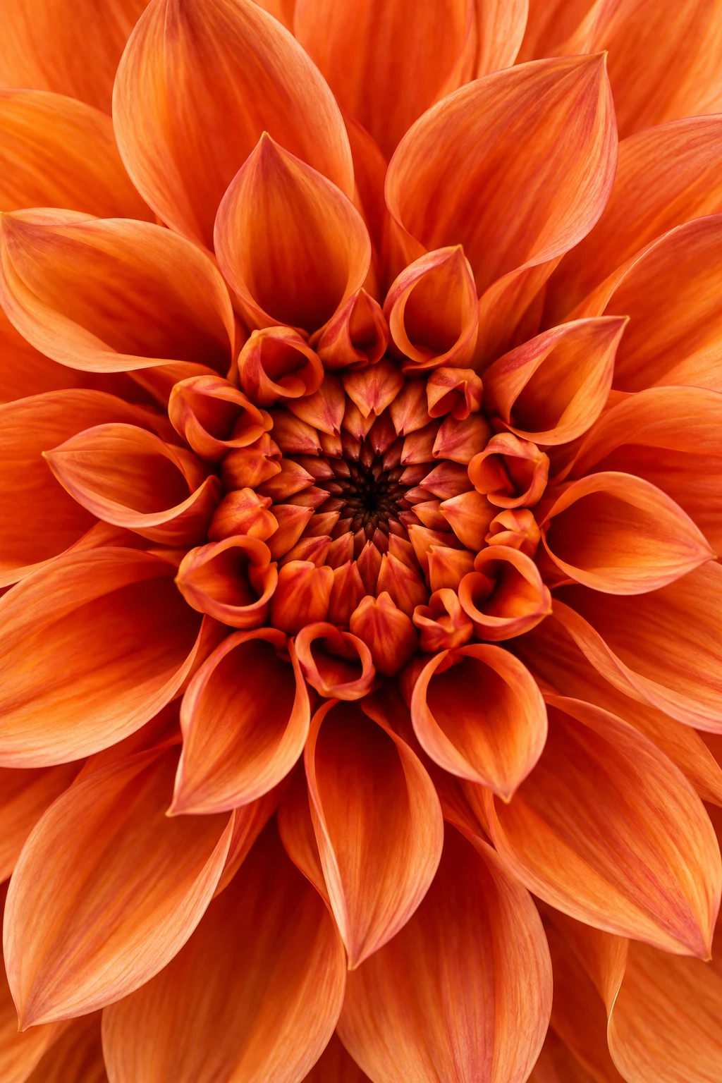 An abstract close-up of orange dahlia petals